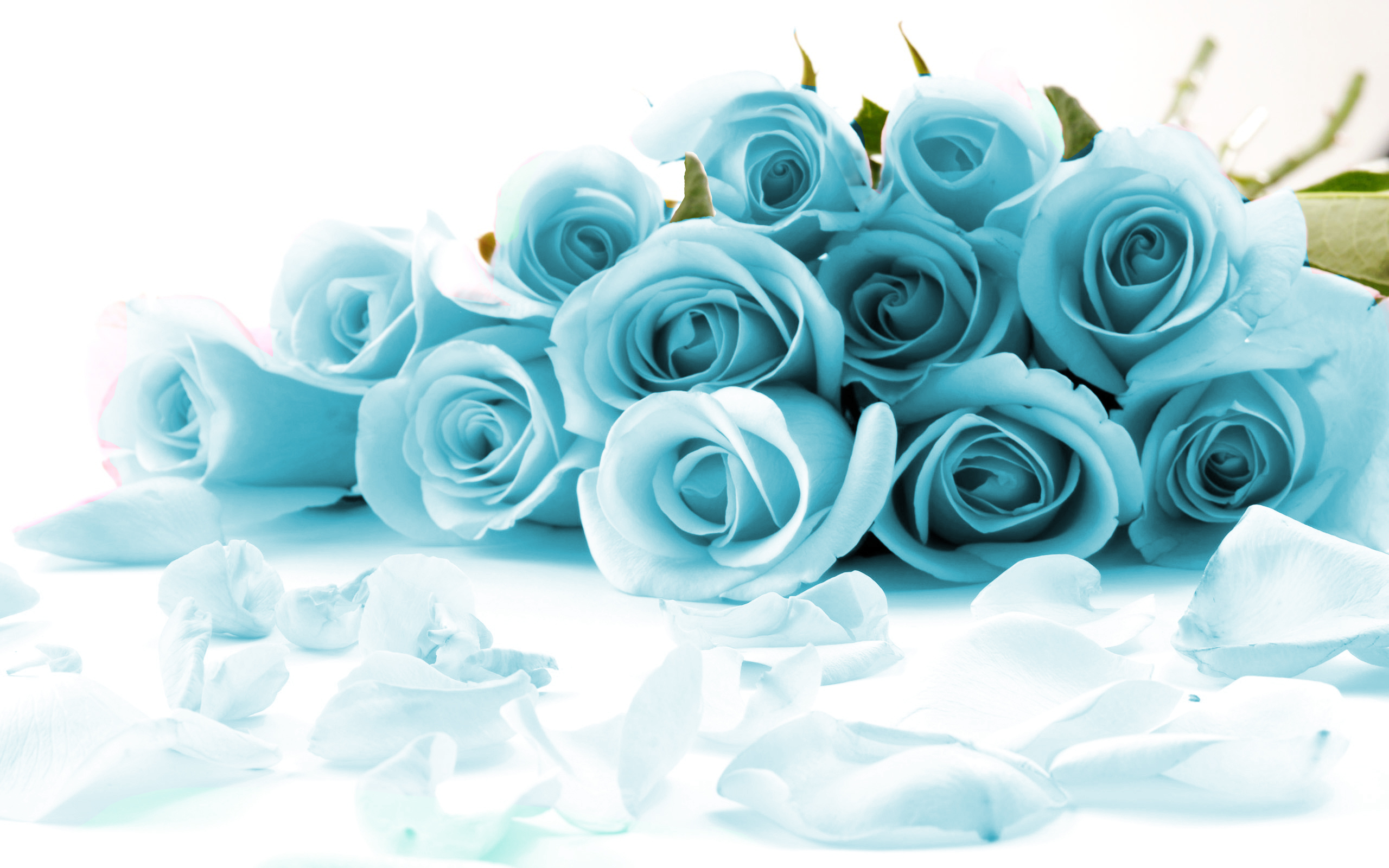 Black And White Blue Rose